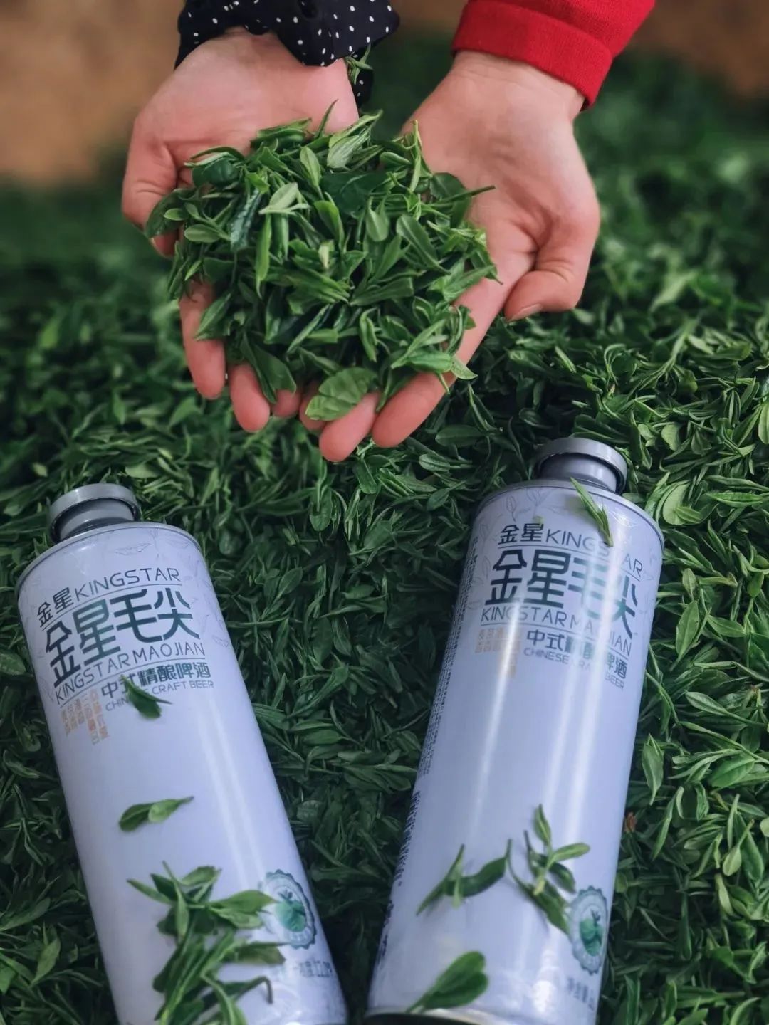 河南的下一张王牌,是谁?