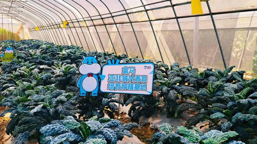 盒马十年：狂奔、减速、精简、回归