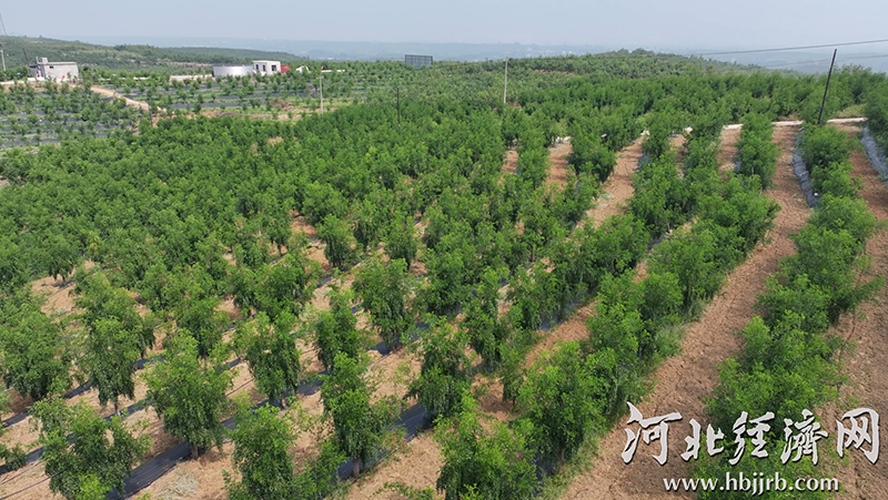 河北赞皇县:一颗小酸枣撑起50亿大产业
