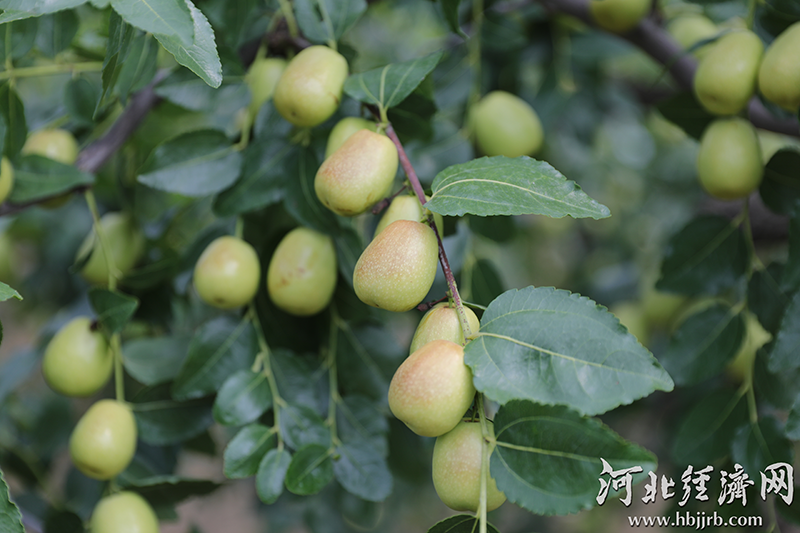 河北赞皇县:一颗小酸枣撑起50亿大产业