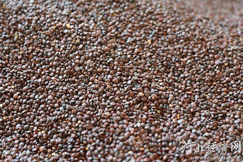 河北赞皇县:一颗小酸枣撑起50亿大产业
