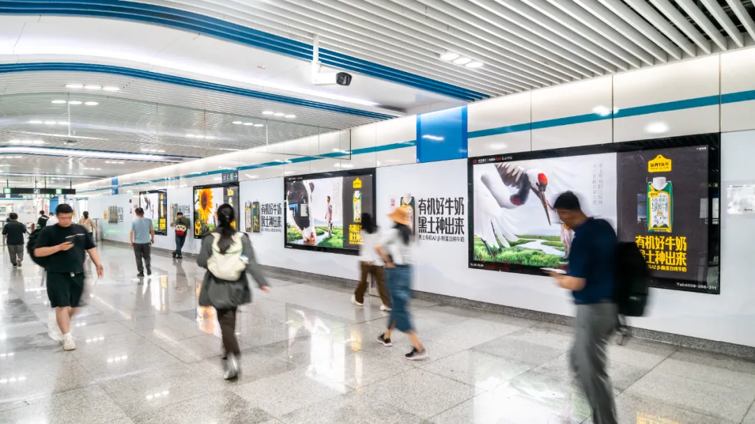 认养一头牛的“全国统一大市场”实践：一杯黑土牛奶背后的接力