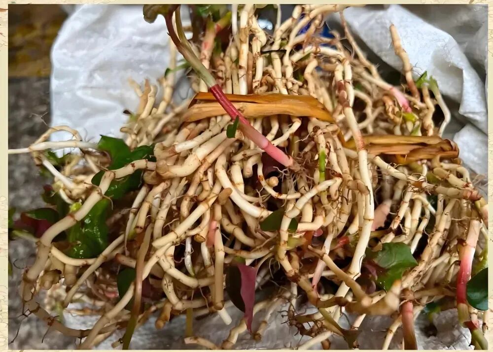 餐饮新贵“云贵川漂亮饭”:还能火多久?
