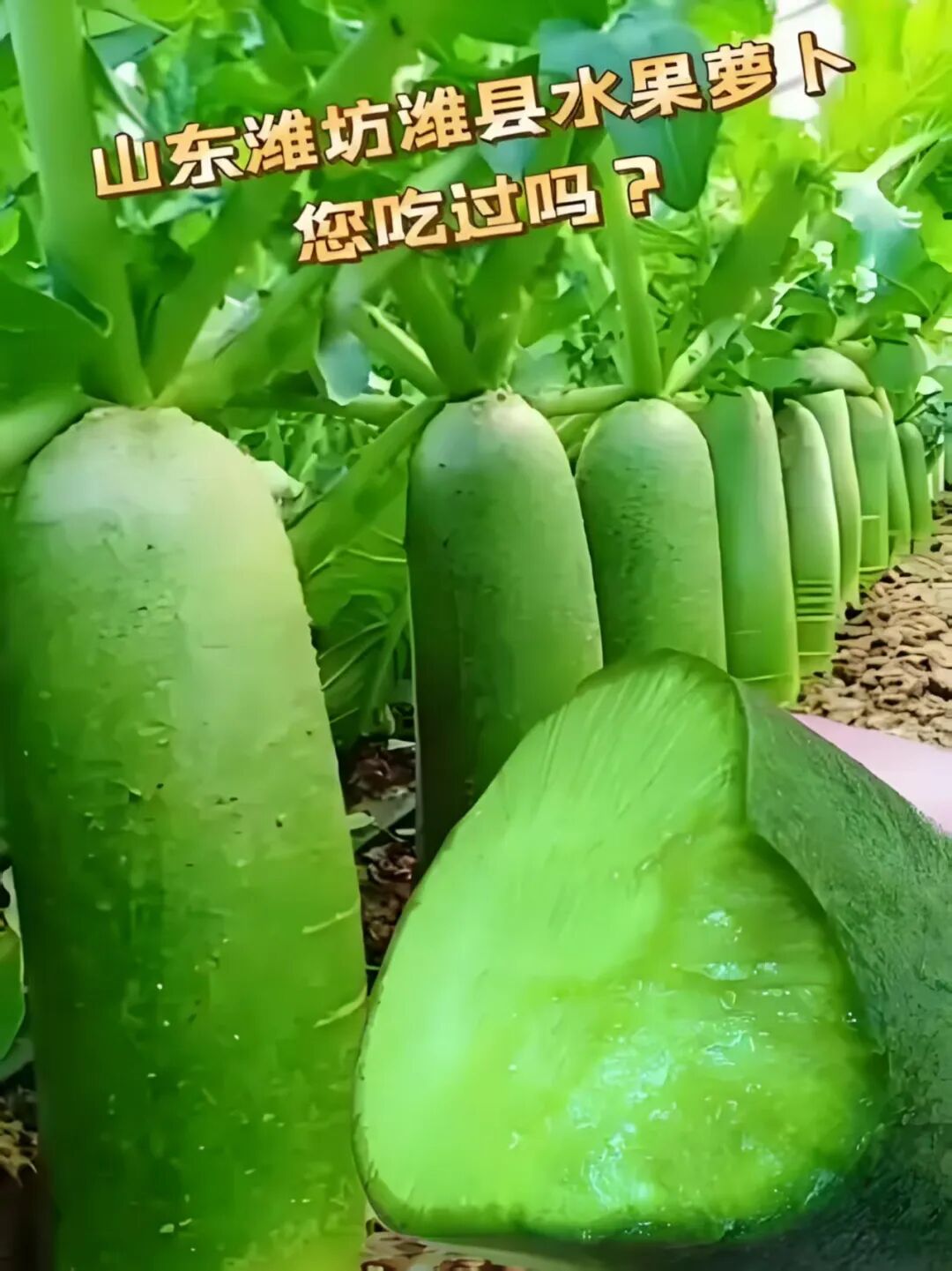 从地理标志到文化符号，九洲风味打造“萝卜西施”IP