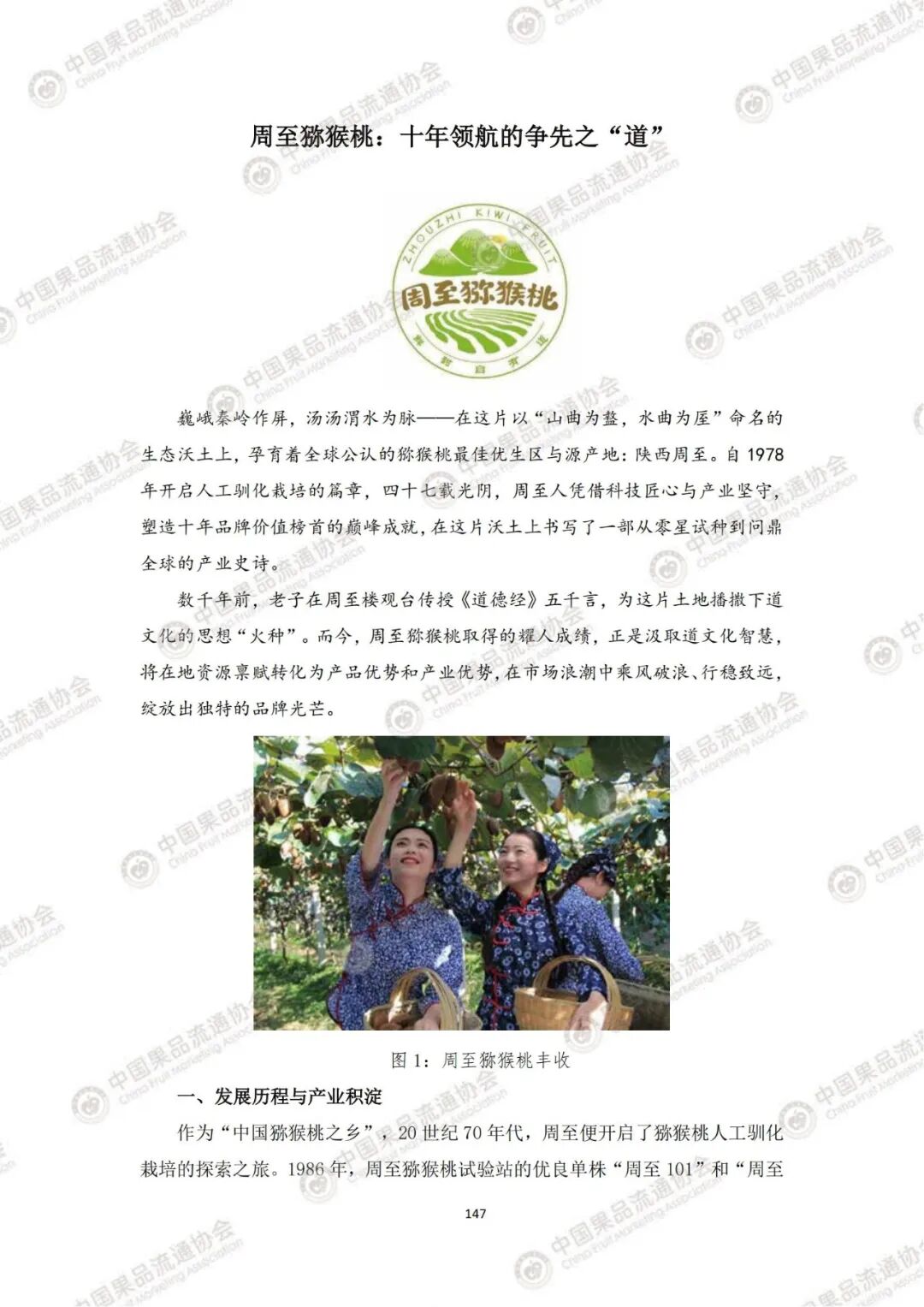 周至猕猴桃:十年领航的争先之“道”