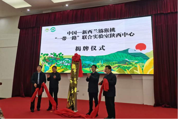 周至猕猴桃：十年领航的争先之“道”