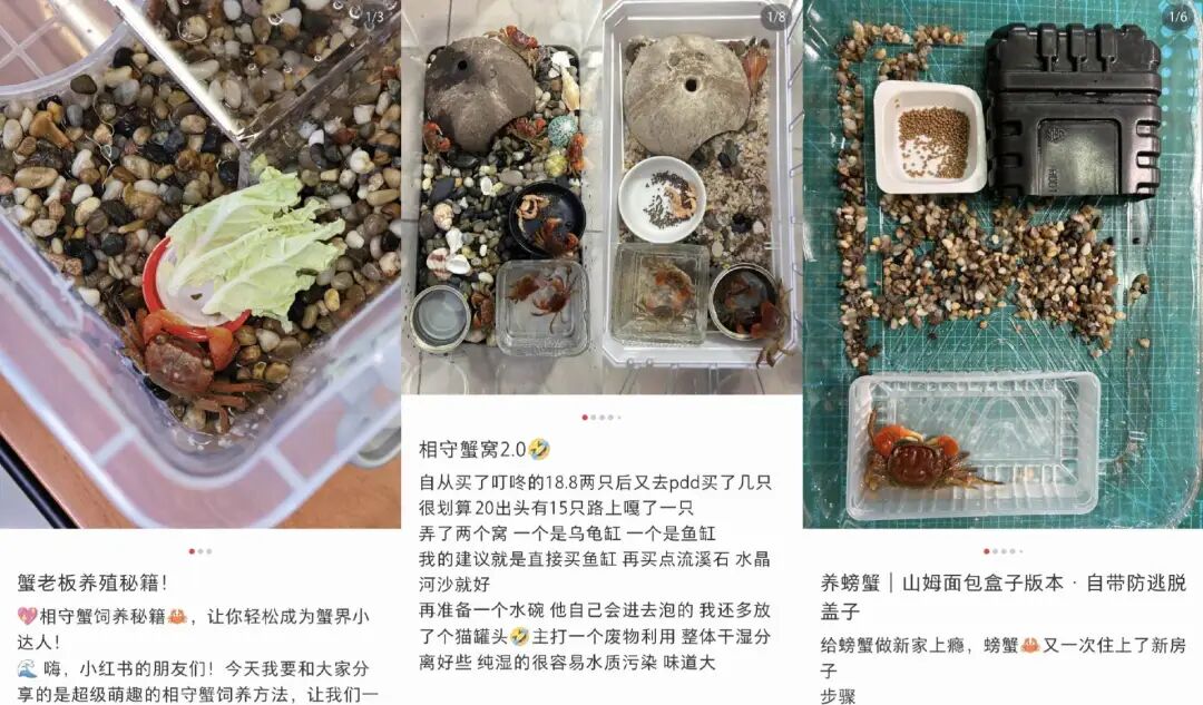 叮咚买菜的选品,“癫”出了一条情绪赛道