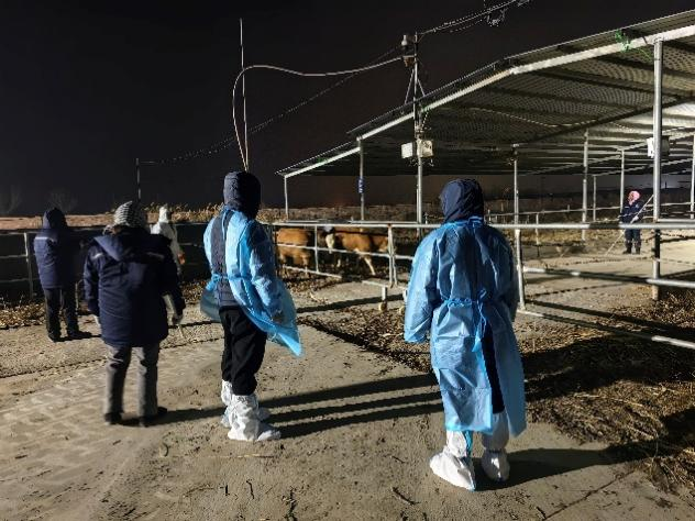 政策护航种业兴 良种引航新征程——新年伊始，3300头澳大利亚种牛抵达山东潍坊港