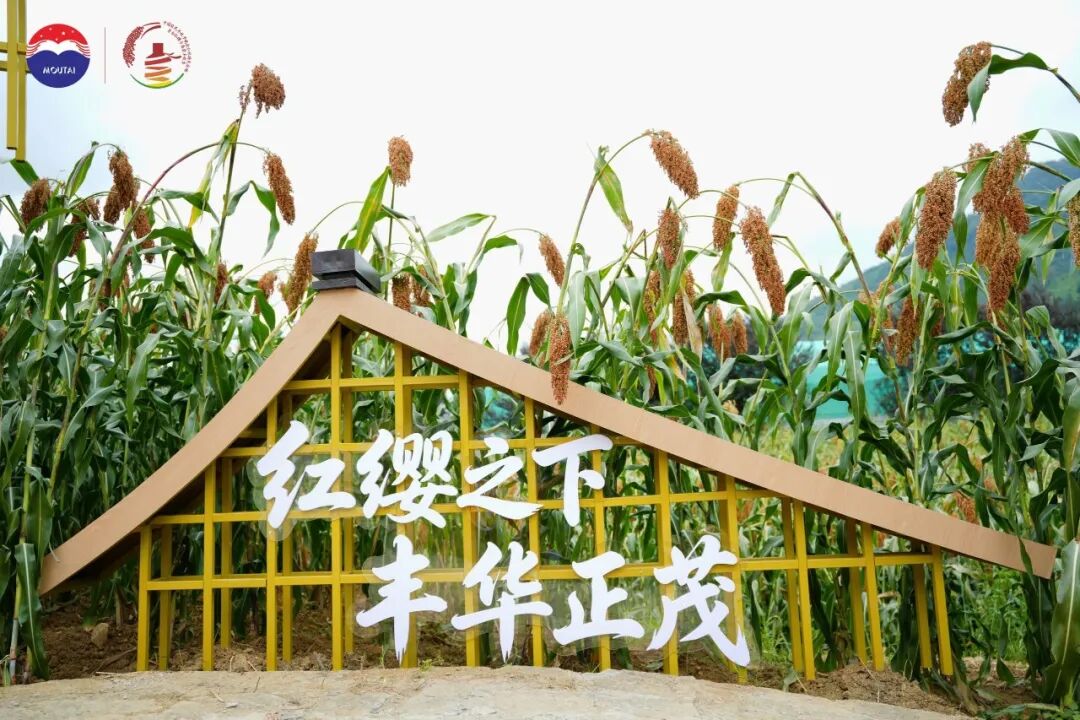 三年三届,解码茅台红缨子高粱丰收季的文化IP进阶之路
