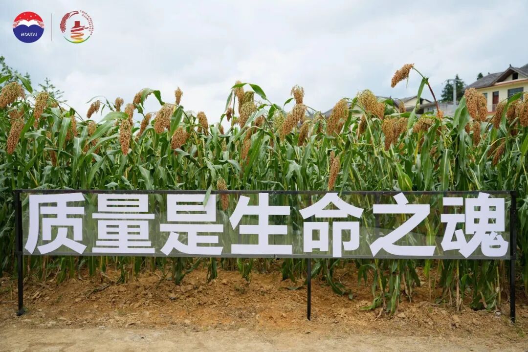 三年三届,解码茅台红缨子高粱丰收季的文化IP进阶之路