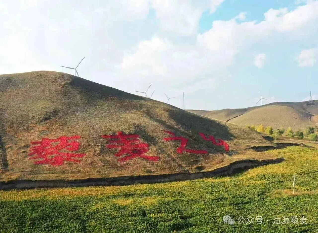 倒计时3天!全国营养师科普代言,用科学解读沽源藜麦
