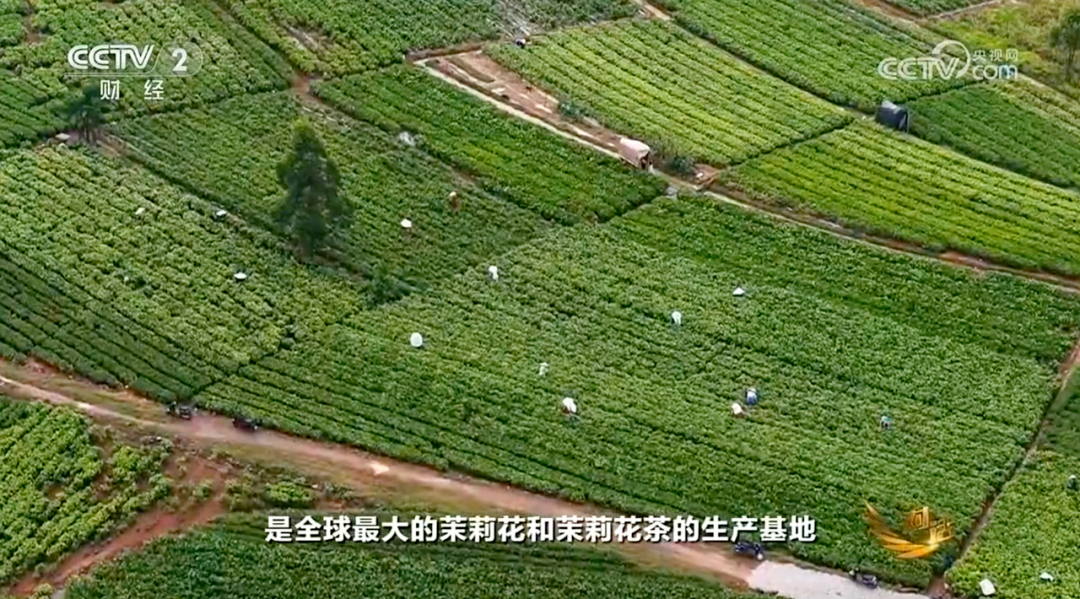 一朵被低估的茉莉花,如何窨出东方树叶的中国茶香?