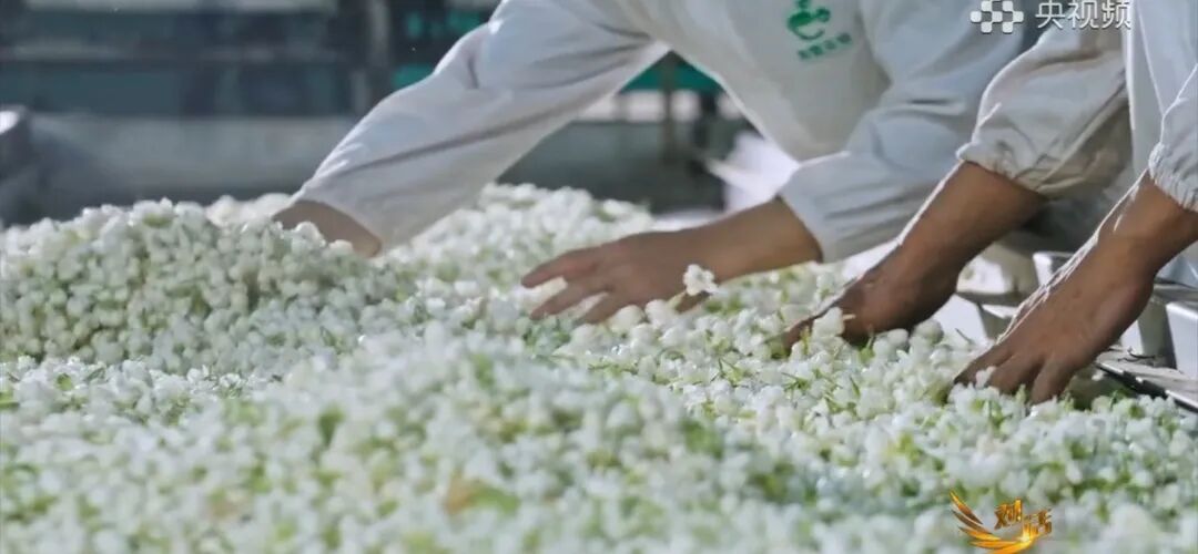 一朵被低估的茉莉花,如何窨出东方树叶的中国茶香?