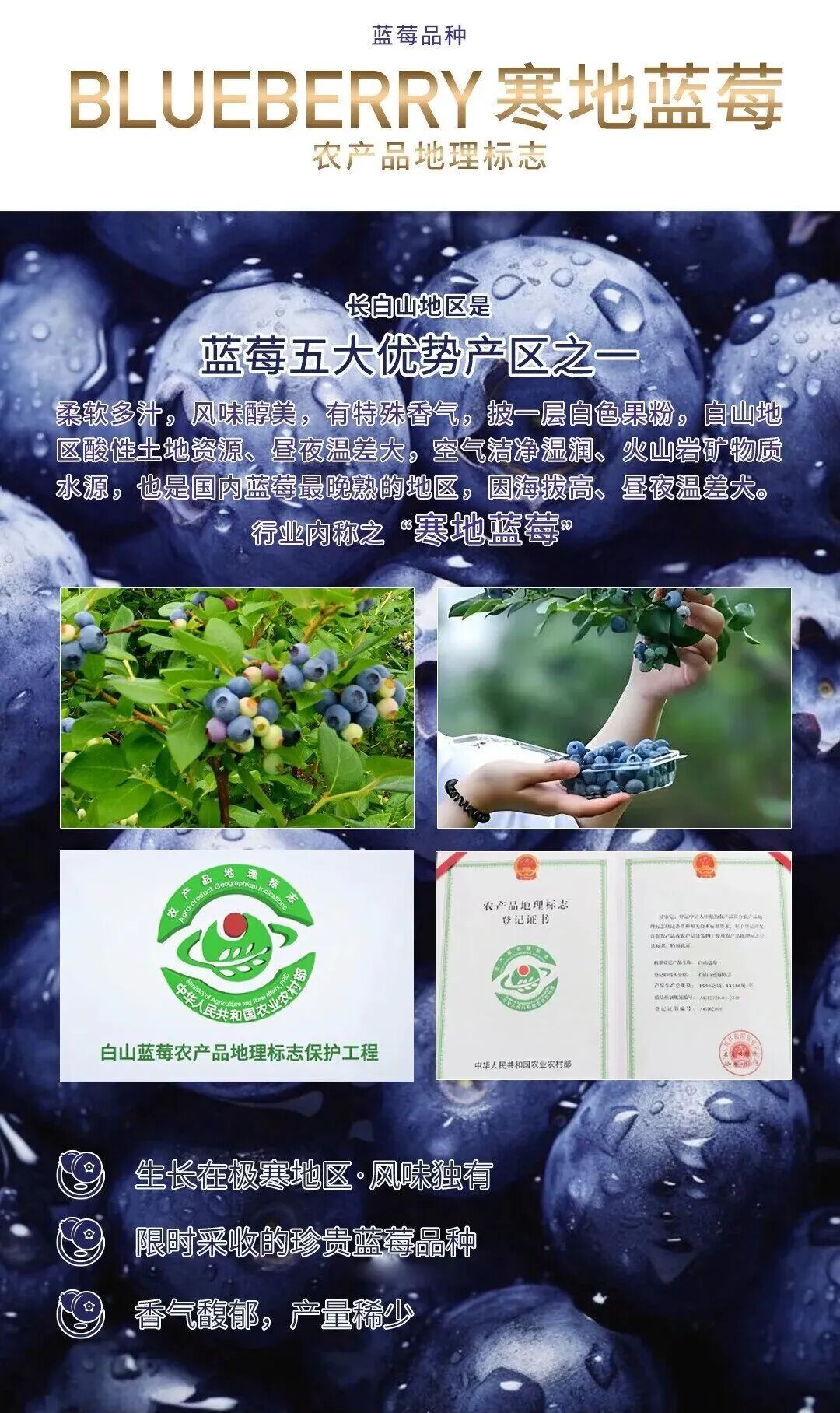 蓝莓节燃动长白山,林源春寒地蓝莓汁成下一站风口