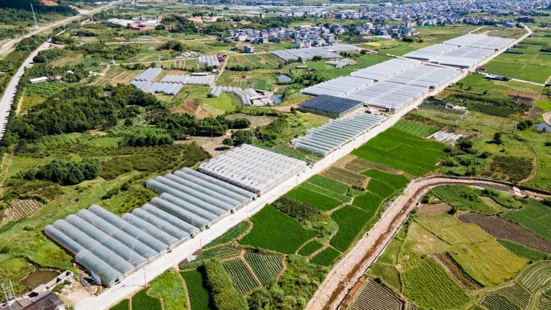 全国80%份额、189亿元产值:福建连城如何炼成“世界地瓜之都”