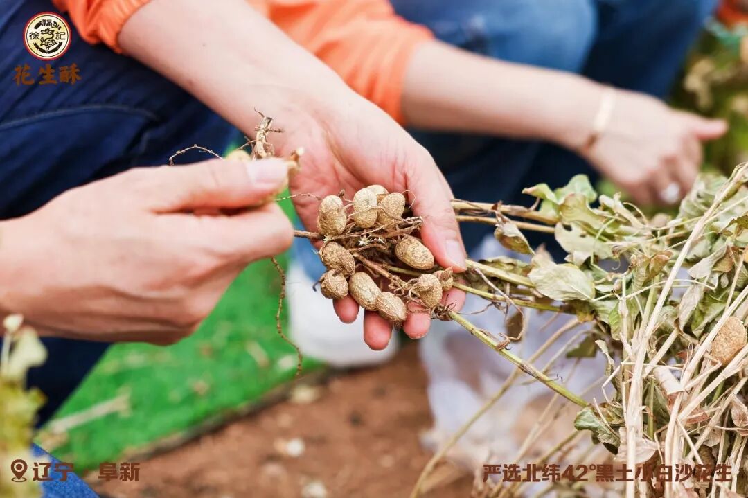 从一颗花生到一枚花生酥,徐福记把品质“晒”在阳光下