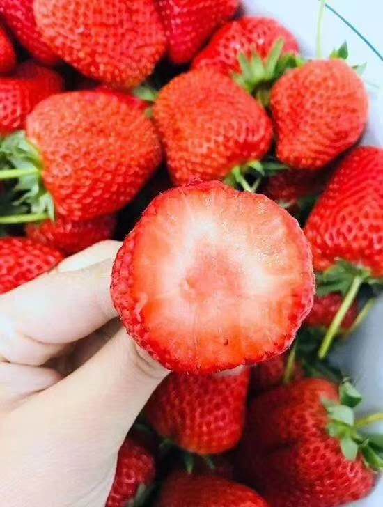 九九草莓