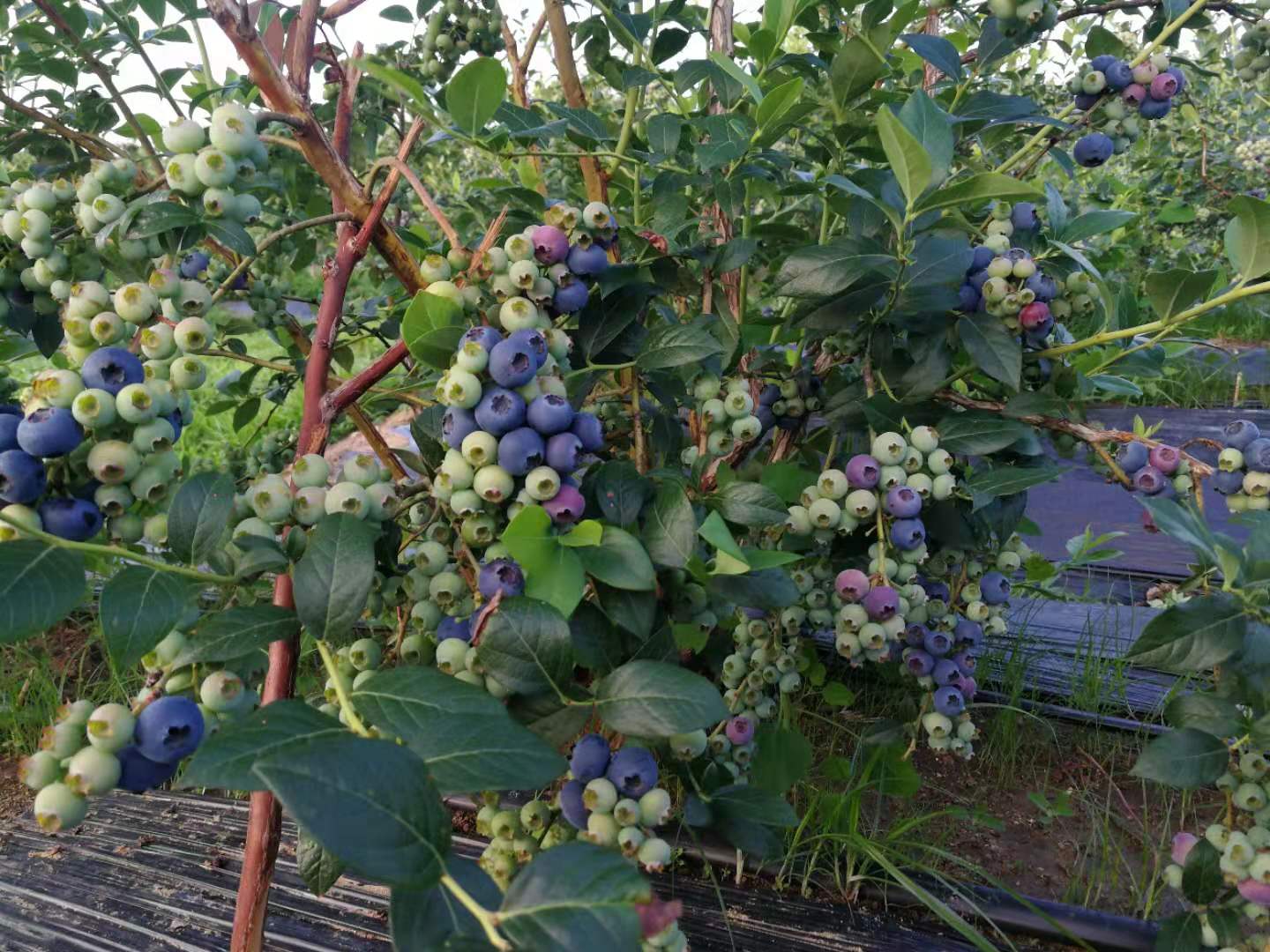蓝莓
