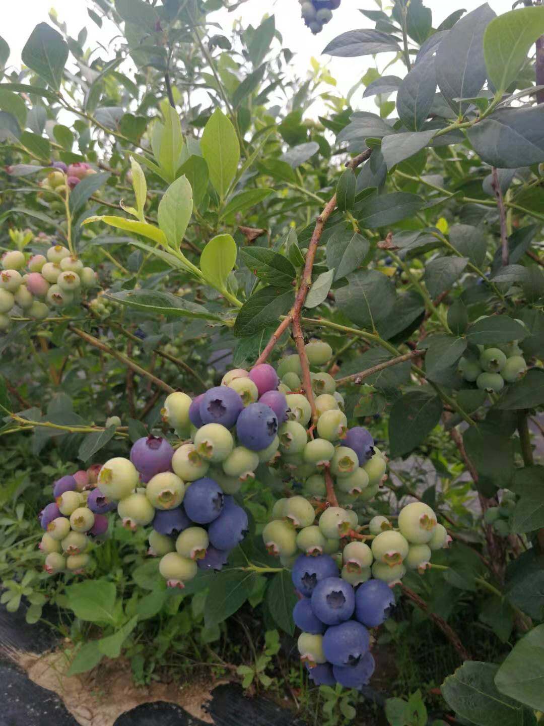 蓝莓