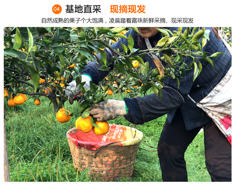 不知火