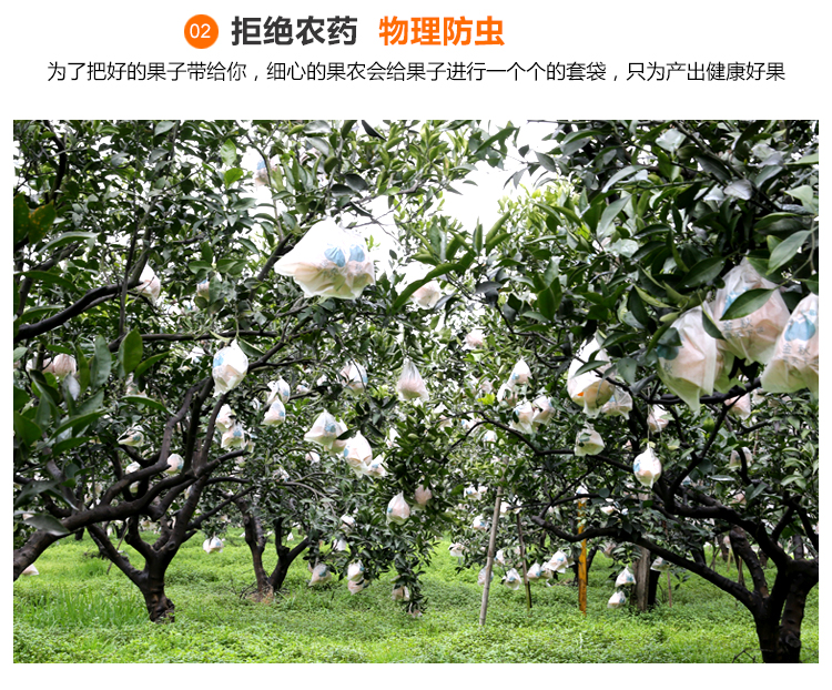 不知火