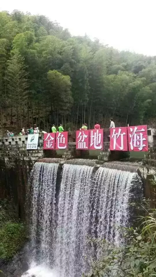 竹叶提取物