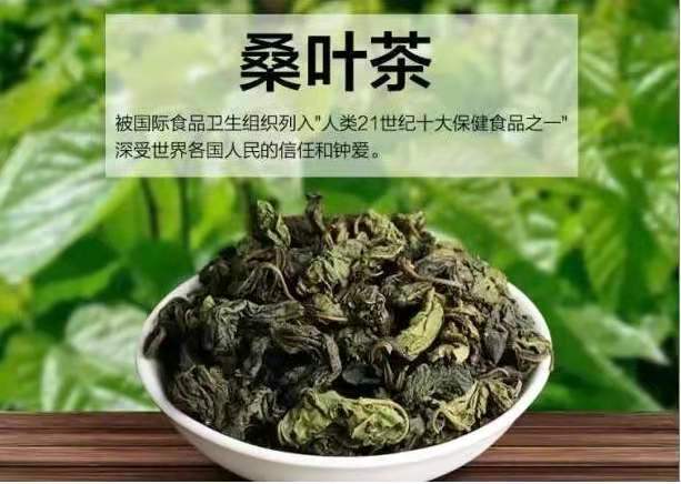 桑叶茶