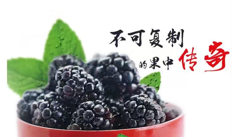 乌椹干红