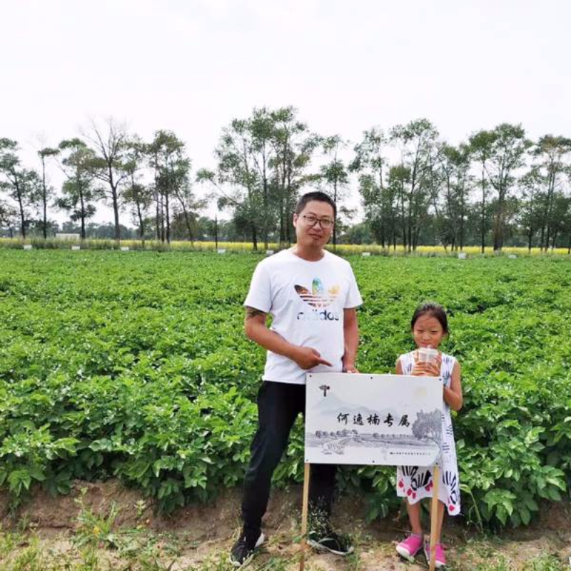 鱼儿山生态马铃薯