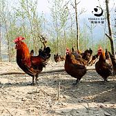 可溯源跑山鸡