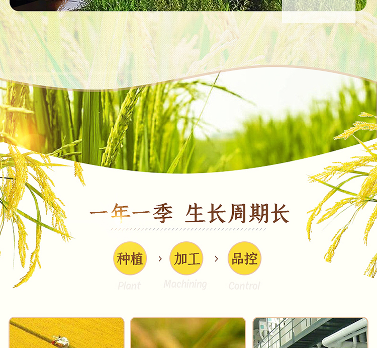 红色稻花香_07.jpg