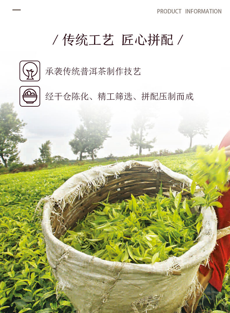 老树春秋-叁号-熟茶_03.jpg