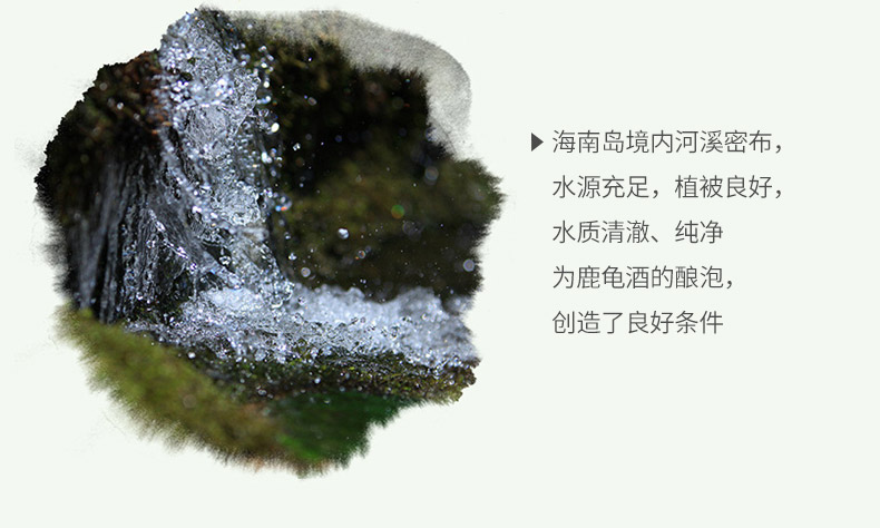 小鹿龟（金典装）_06.jpg