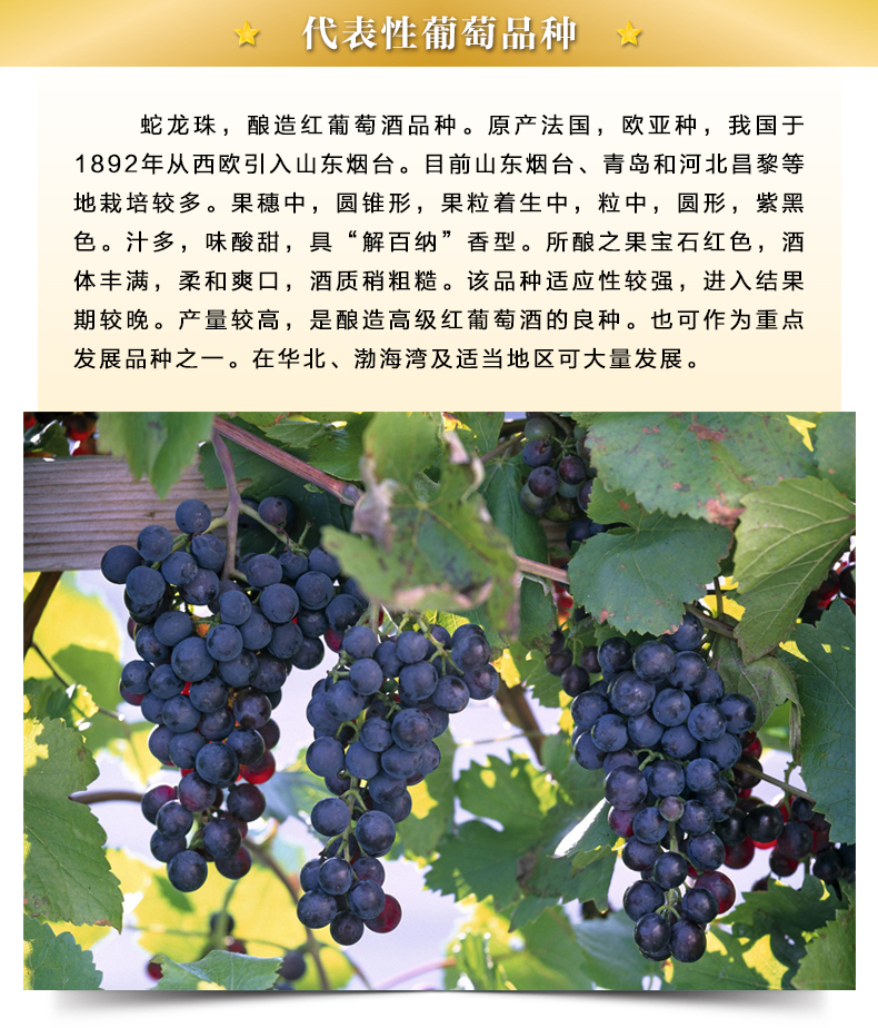 金版蛇龙珠_04.jpg