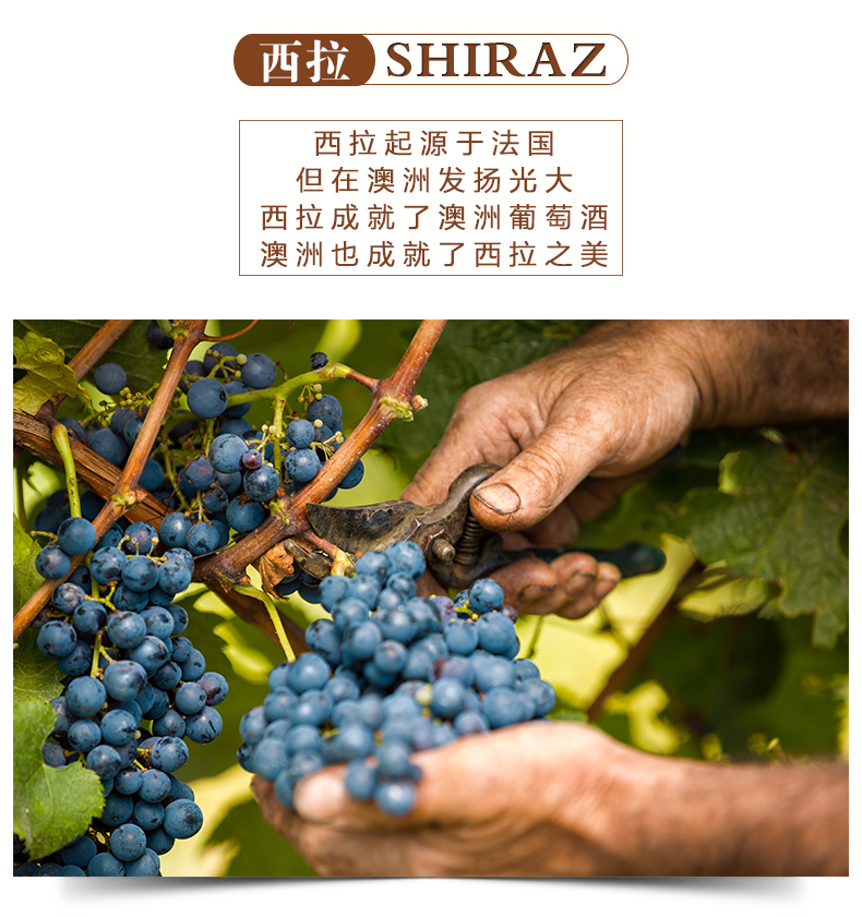 高尔夫西拉_03.jpg