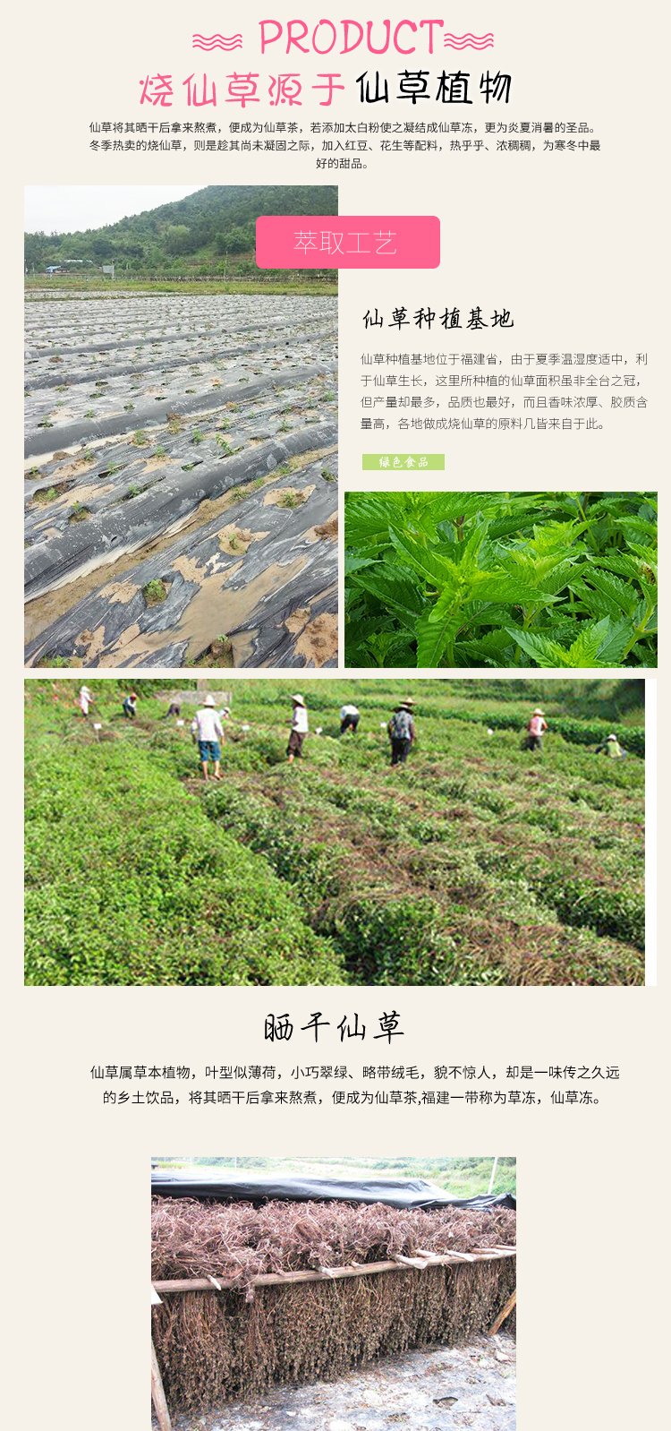 245淳淳嫩仙草_08.jpg