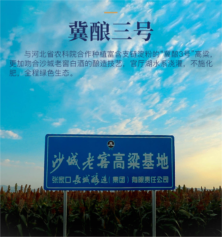 jiucang15---副本_08.jpg