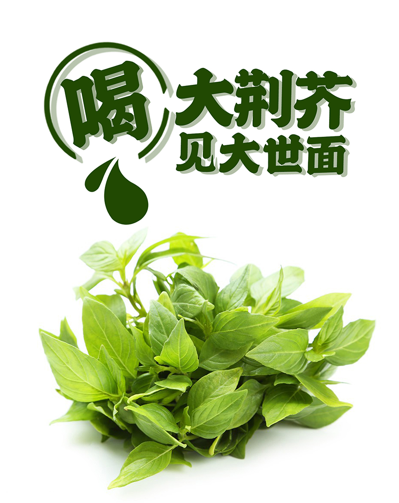 荆芥详情1.jpg
