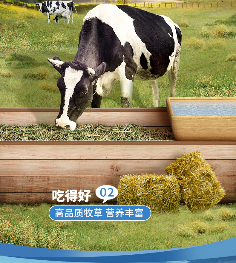 燕麦黄桃100X20_06.jpg