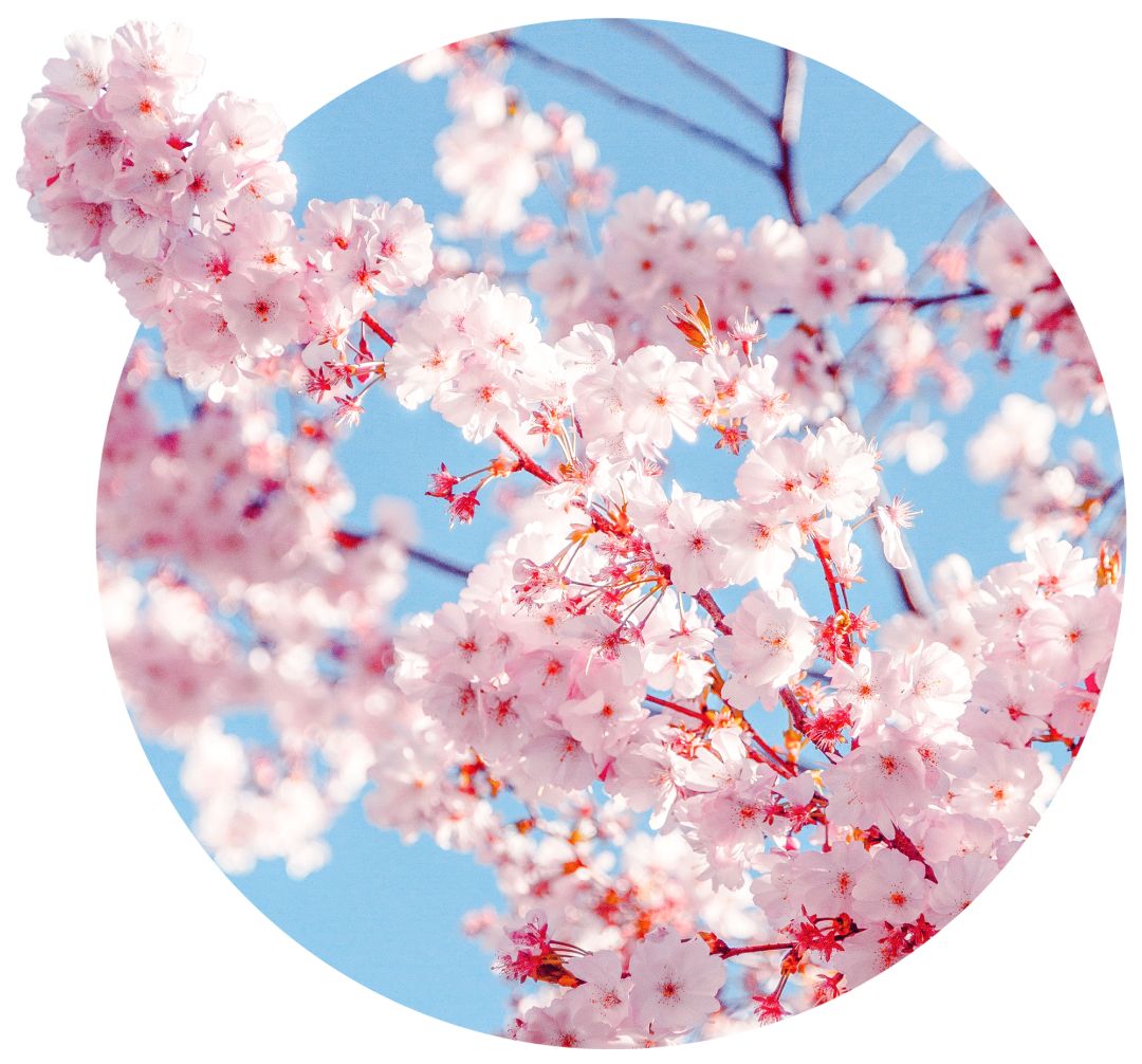 町芒尝鲜 | 春日尾牙 · 樱花味限定饮品，谁能代表春天？