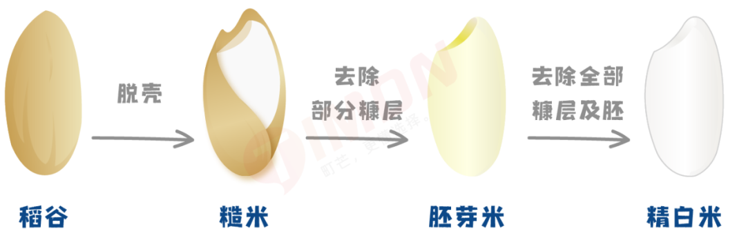 町芒评测 | 养娃必备!最全宝宝胚芽米选购攻略