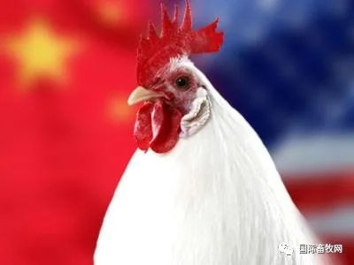 中国进口美国鸡肉创纪录 成为对华鸡肉出口第一大供应国