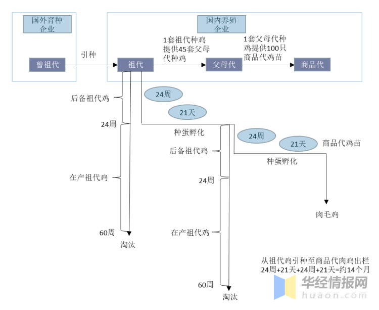 肉鸡行业发展现状和前景分析