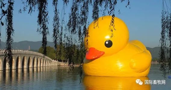 “中国鸭王”陨落