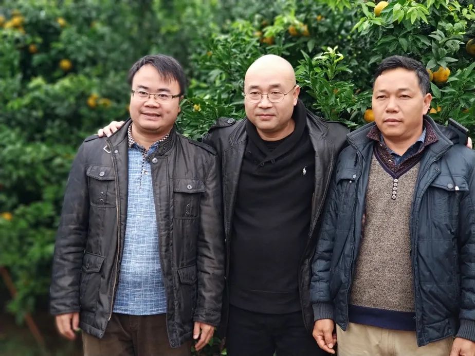 武鸣沃柑:新品种就是竞争力