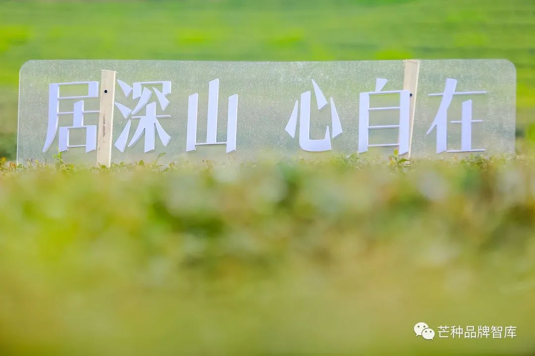 vbox8082_ER2_9862_073904.jpg 一叶创意 | 大佛龙井:跟西湖龙井的不同点在哪儿?