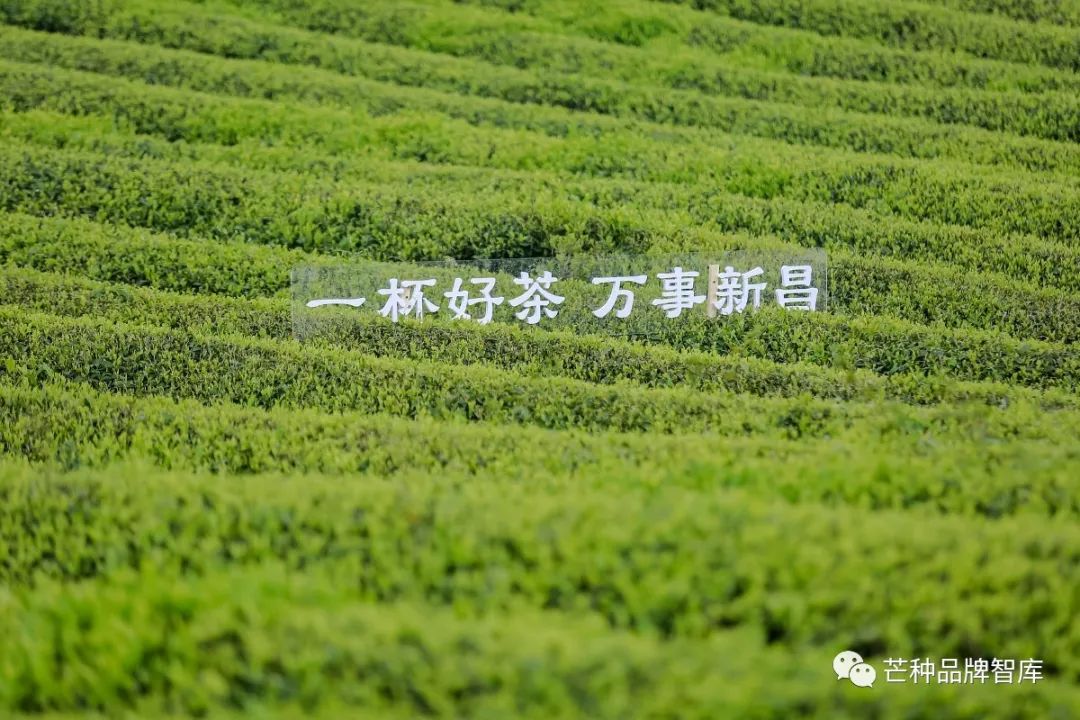 vbox8082_ER2_9863_074025.jpg 一叶创意 | 大佛龙井:跟西湖龙井的不同点在哪儿?