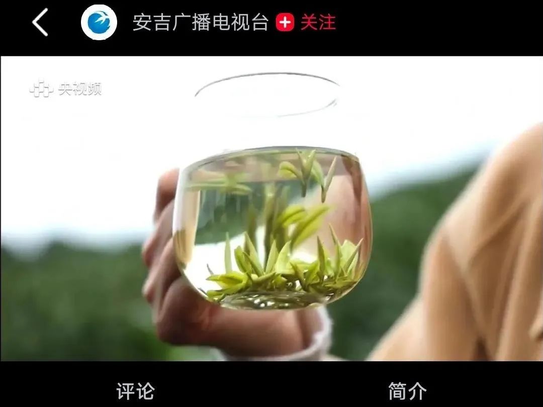 芒种新闻丨“纯粹好茶 安吉白茶”2021中国•安吉白茶开采节启动！
