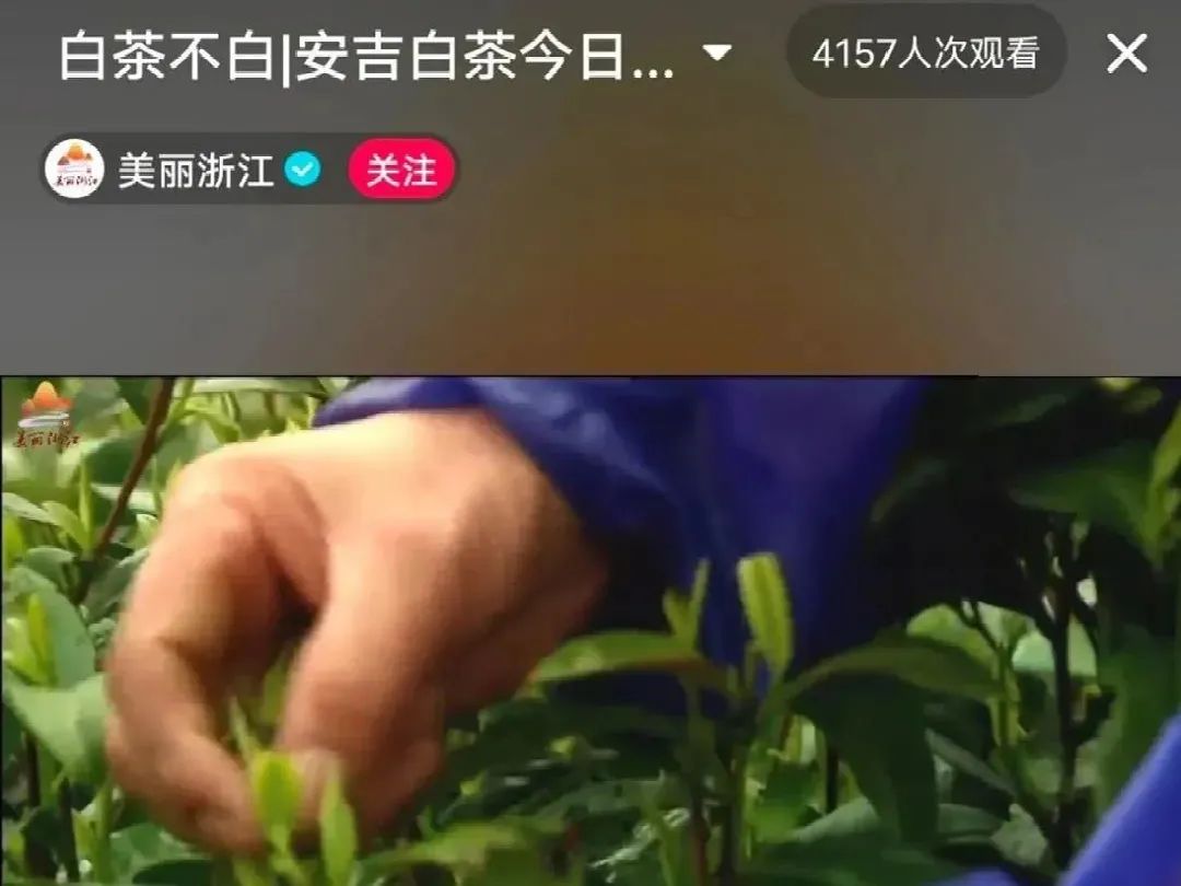 芒种新闻丨“纯粹好茶 安吉白茶”2021中国•安吉白茶开采节启动！
