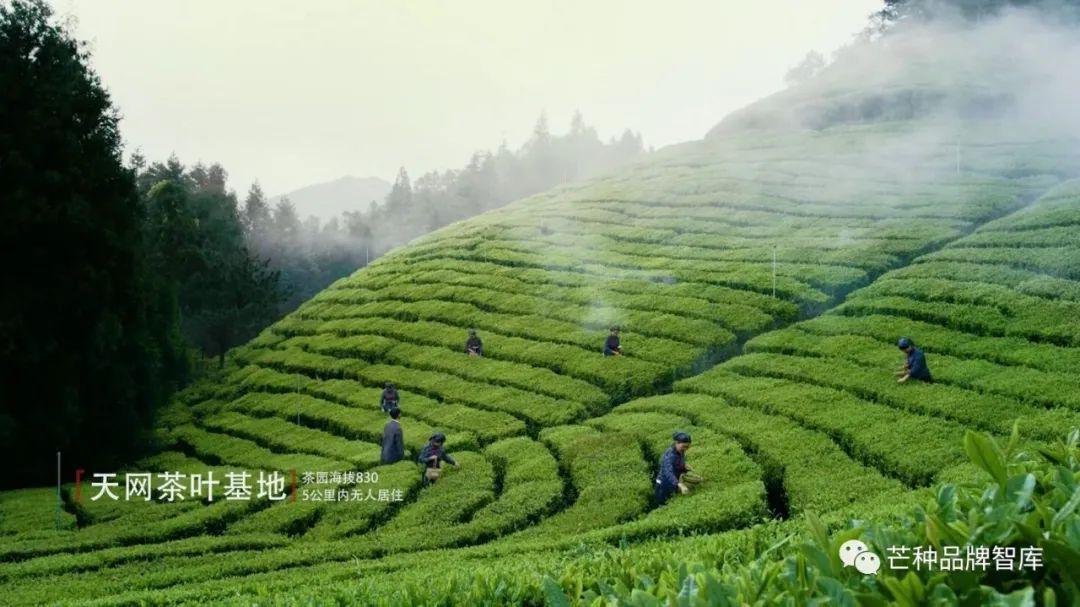 磐安云峰：茶品牌怎么打好“生态”与“文化”牌？